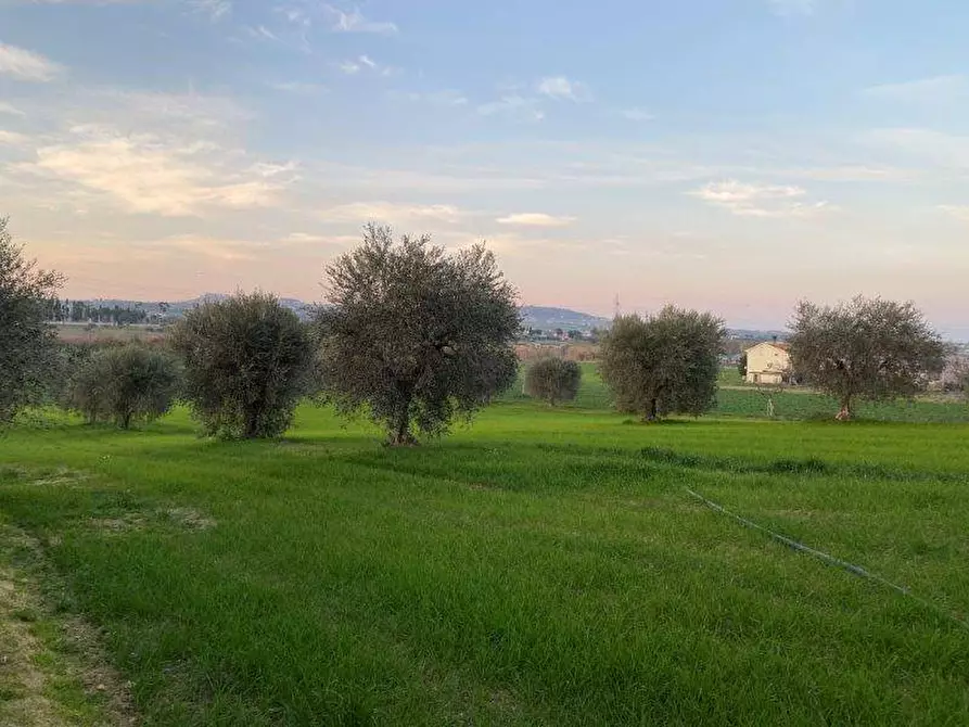 Immagine 6 di Terreno agricolo in vendita  in Via del vecchio forte snc a Alba Adriatica