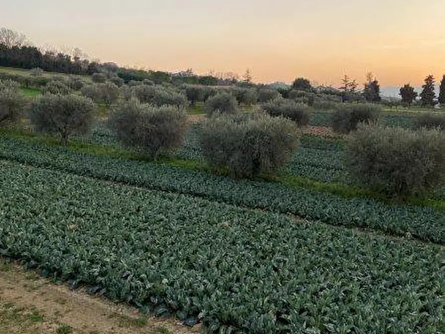 Immagine 12 di Terreno agricolo in vendita  in Via del vecchio forte snc a Alba Adriatica