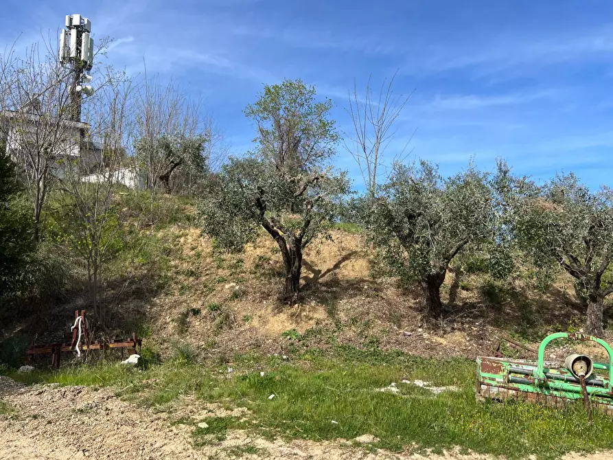 Immagine 13 di Terreno agricolo in vendita  in VIA DELL'ACQUEDOTTO SNC a Tortoreto