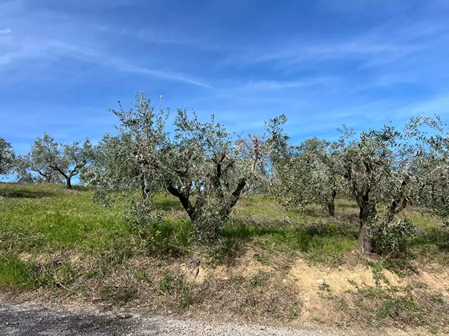 Immagine 17 di Terreno agricolo in vendita  in VIA DELL'ACQUEDOTTO SNC a Tortoreto