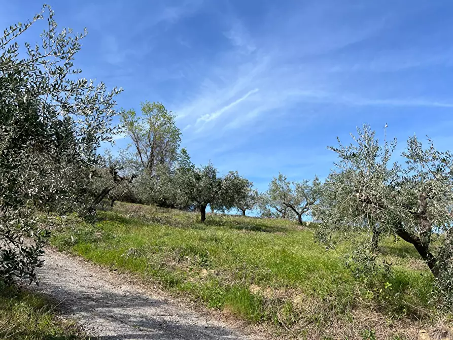 Immagine 18 di Terreno agricolo in vendita  in VIA DELL'ACQUEDOTTO SNC a Tortoreto