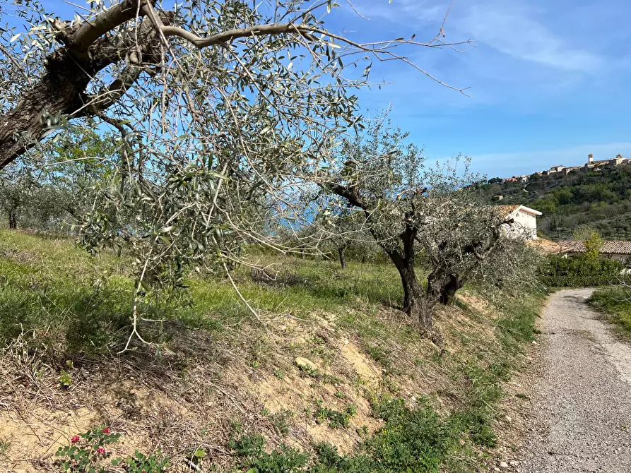 Immagine 22 di Terreno agricolo in vendita  in VIA DELL'ACQUEDOTTO SNC a Tortoreto