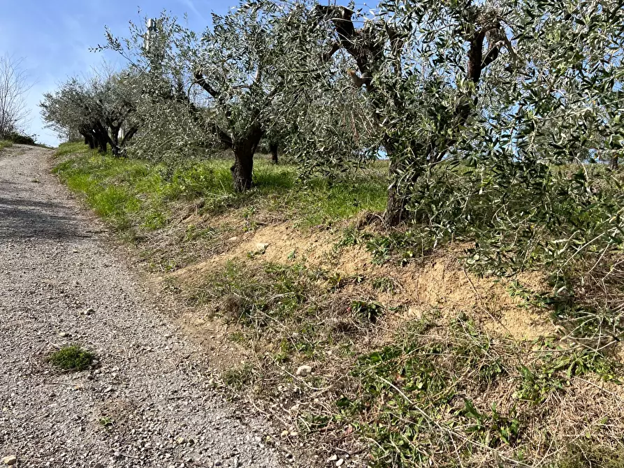 Immagine 24 di Terreno agricolo in vendita  in VIA DELL'ACQUEDOTTO SNC a Tortoreto