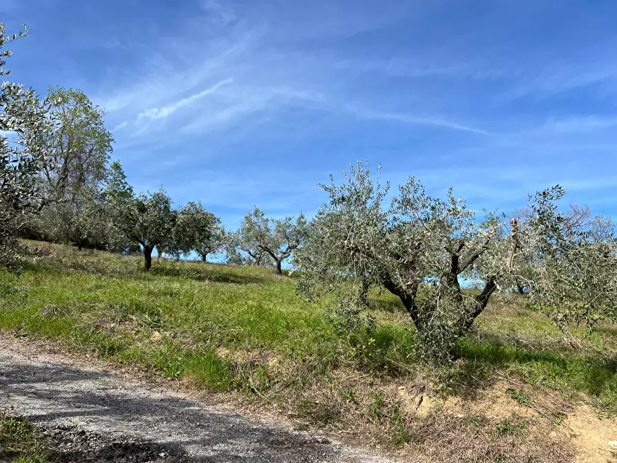 Immagine 25 di Terreno agricolo in vendita  in VIA DELL'ACQUEDOTTO SNC a Tortoreto