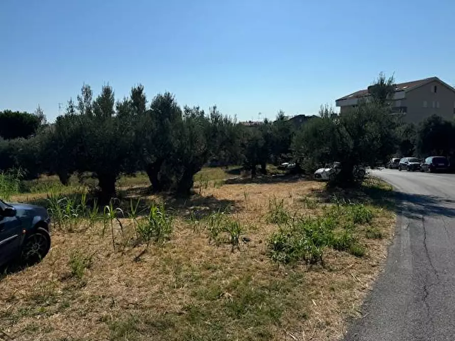 Immagine 2 di Terreno agricolo in vendita  in contrada muracche a Tortoreto