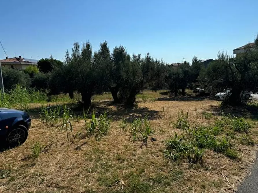 Immagine 3 di Terreno agricolo in vendita  in contrada muracche a Tortoreto