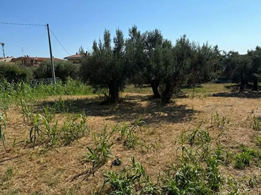 Immagine 1 di Terreno agricolo in vendita  in contrada muracche a Tortoreto
