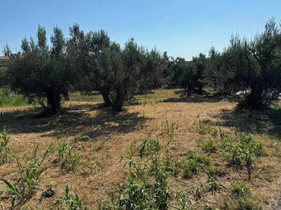 Immagine 5 di Terreno agricolo in vendita  in contrada muracche a Tortoreto