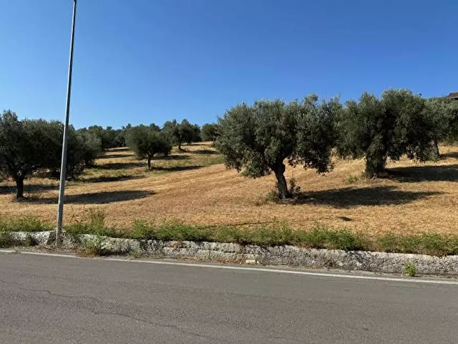 Immagine 6 di Terreno agricolo in vendita  in contrada muracche a Tortoreto