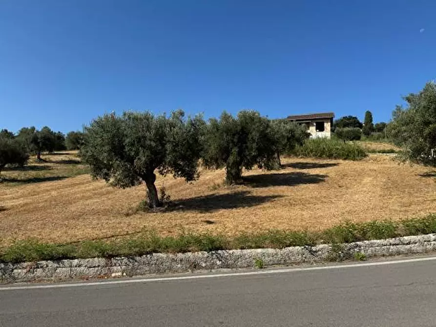 Immagine 7 di Terreno agricolo in vendita  in contrada muracche a Tortoreto