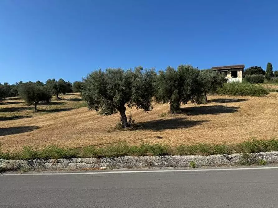 Immagine 9 di Terreno agricolo in vendita  in contrada muracche a Tortoreto