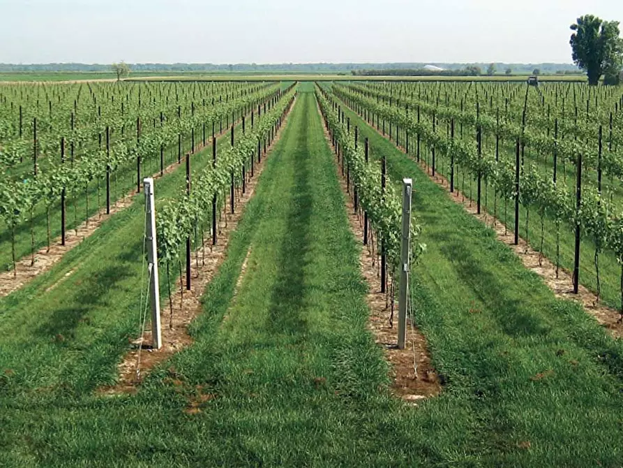 Immagine 6 di Terreno residenziale in vendita  in San Marco a Lonato del Garda