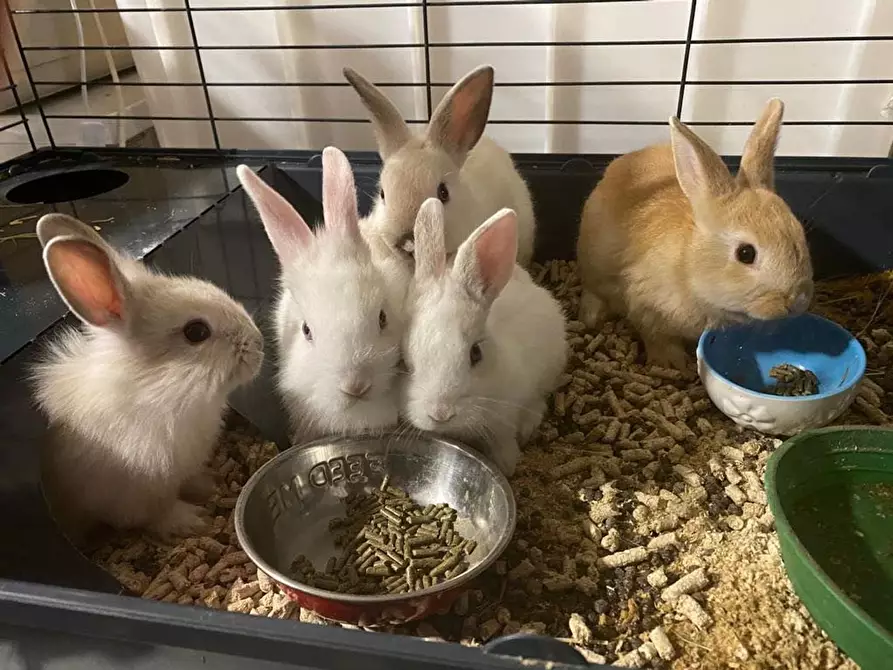 Immagine 1 di Attività commerciale in vendita  in Palestro a Calvisano