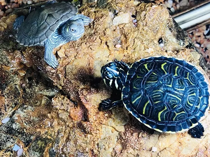 Immagine 3 di Attività commerciale in vendita  in Palestro a Calvisano