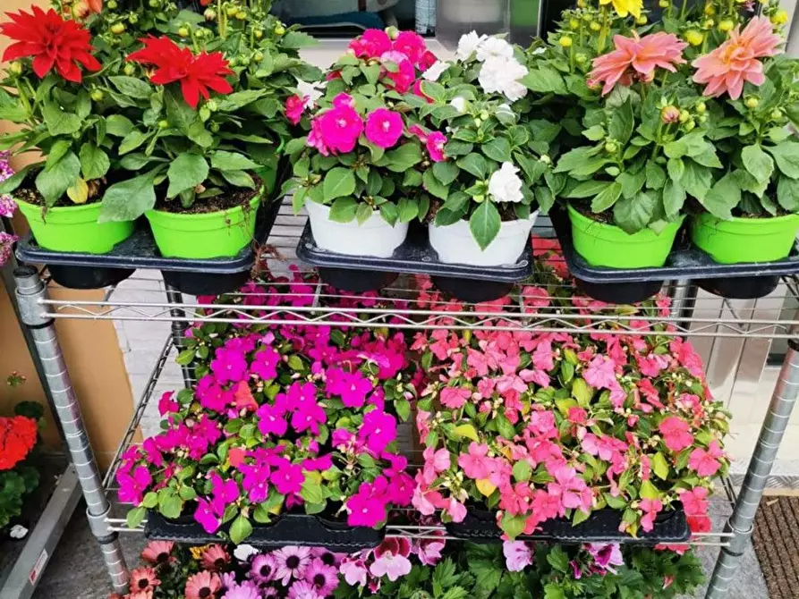 Immagine 5 di Attività commerciale in vendita  in Palestro a Calvisano