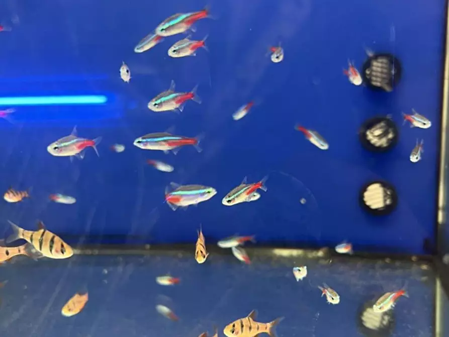 Immagine 6 di Attività commerciale in vendita  in Palestro a Calvisano