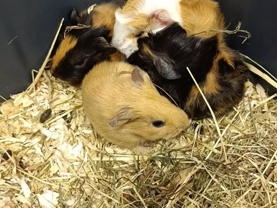 Immagine 7 di Attività commerciale in vendita  in Palestro a Calvisano