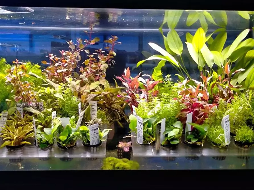 Immagine 14 di Attività commerciale in vendita  in Palestro a Calvisano