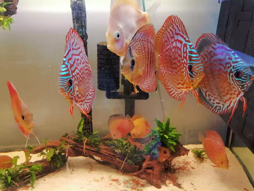 Immagine 13 di Attività commerciale in vendita  in Palestro a Calvisano