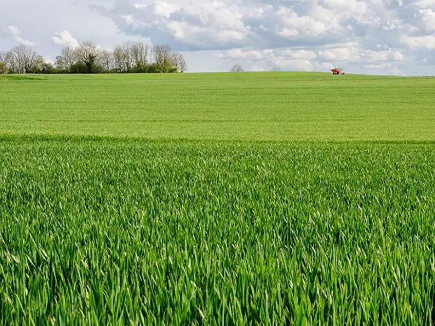 Immagine 5 di Terreno agricolo in vendita  in bertoletto a Lonato del Garda