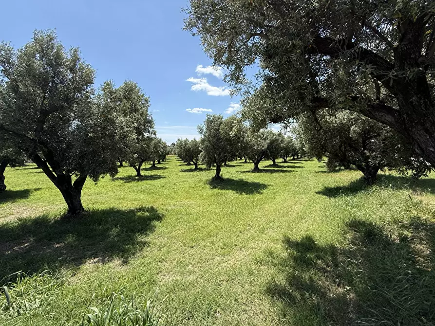 Immagine 3 di Terreno residenziale in vendita  in via Bellino a Catanzaro