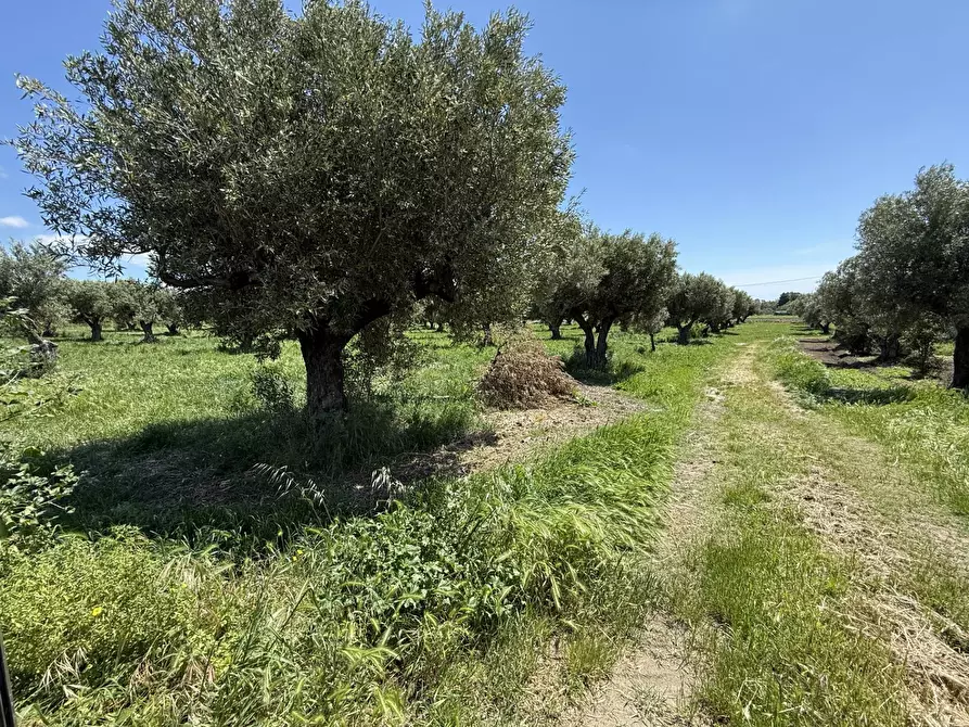 Immagine 4 di Terreno residenziale in vendita  in via Bellino a Catanzaro