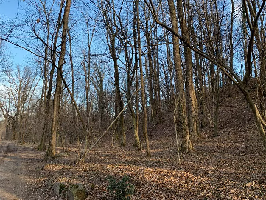 Immagine 3 di Terreno agricolo in vendita  in via A. Castelli a Gemonio