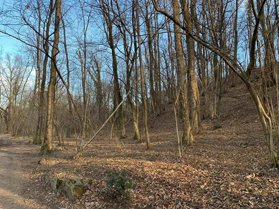 Immagine 4 di Terreno agricolo in vendita  in via A. Castelli a Gemonio