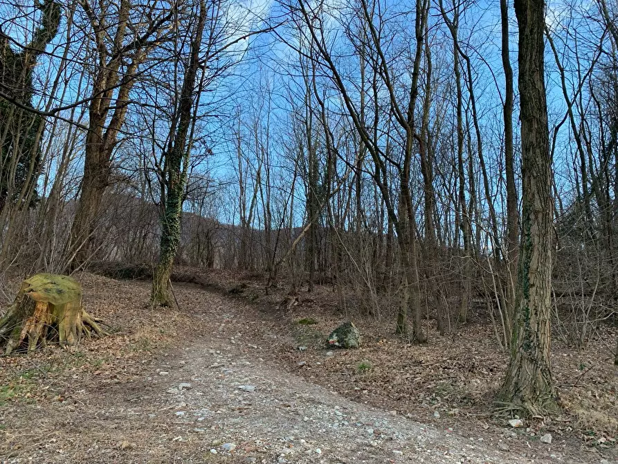 Immagine 5 di Terreno agricolo in vendita  in via A. Castelli a Gemonio