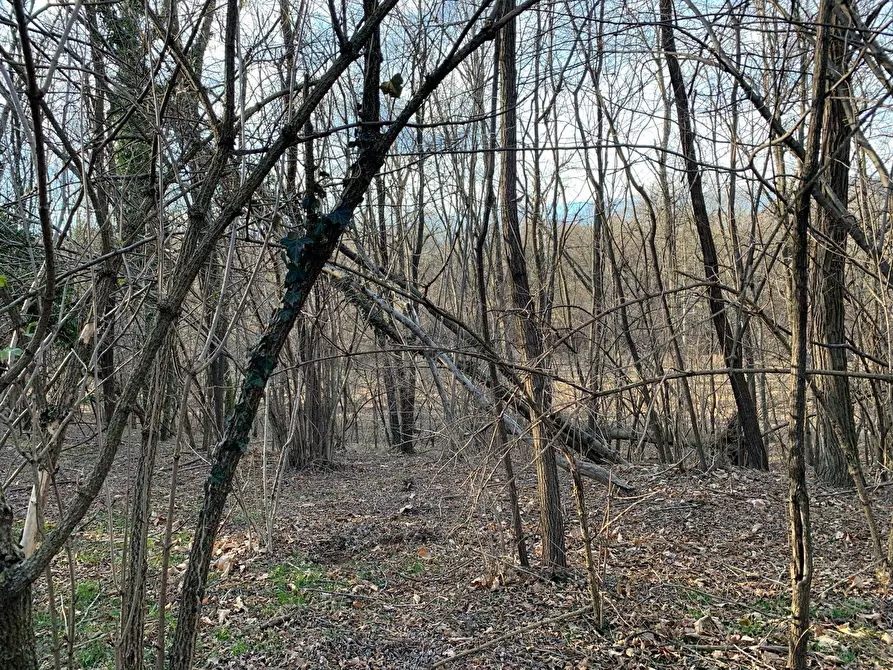 Immagine 10 di Terreno agricolo in vendita  in via A. Castelli a Gemonio