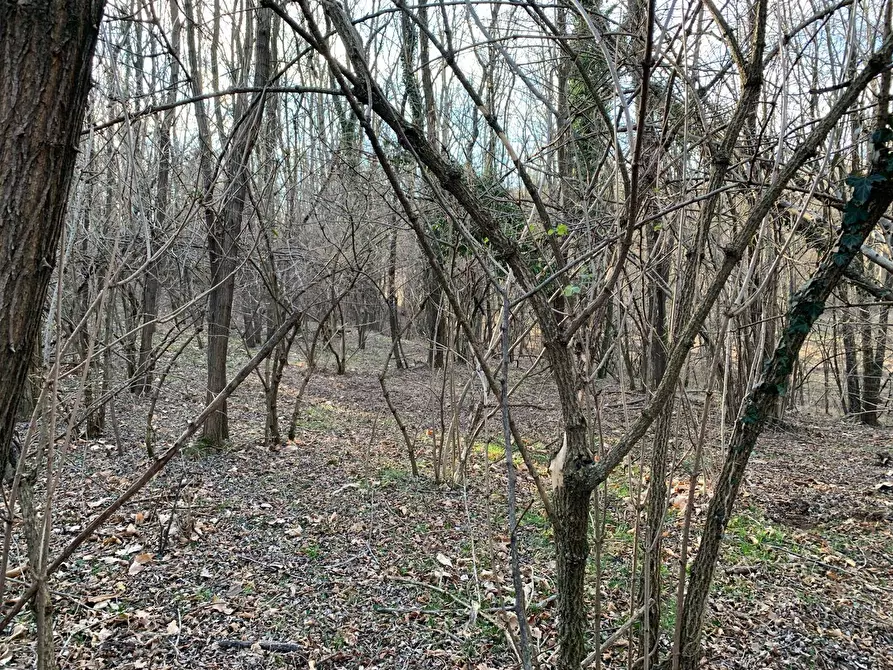Immagine 11 di Terreno agricolo in vendita  in via A. Castelli a Gemonio