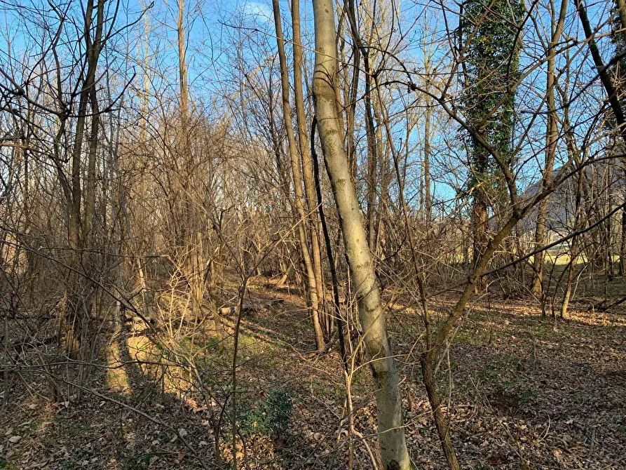 Immagine 12 di Terreno agricolo in vendita  in via A. Castelli a Gemonio