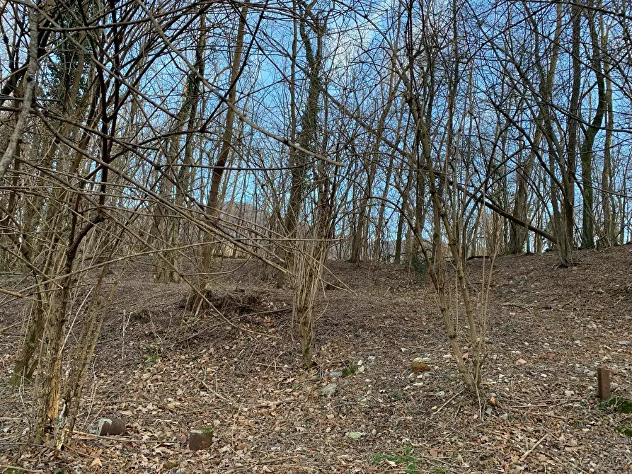 Immagine 13 di Terreno agricolo in vendita  in via A. Castelli a Gemonio
