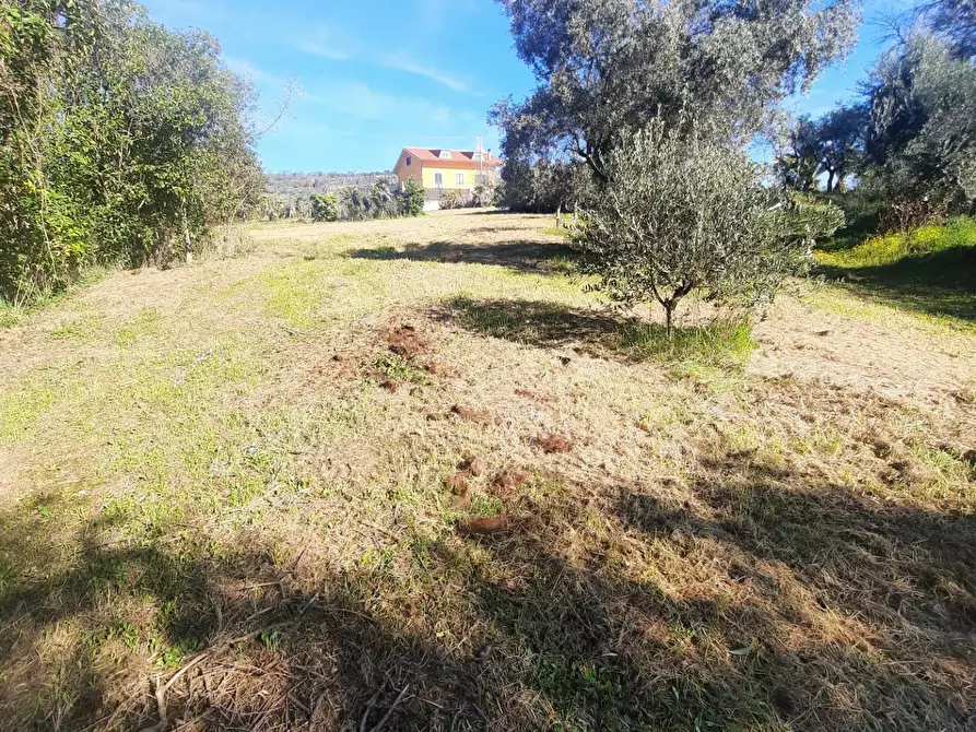 Immagine 1 di Terreno residenziale in vendita  in c.da Carbuccio snc a Altidona