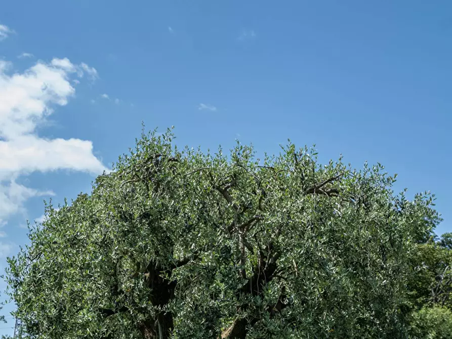 Immagine 56 di Villa in vendita  in Duino Aurisina a Duino-Aurisina