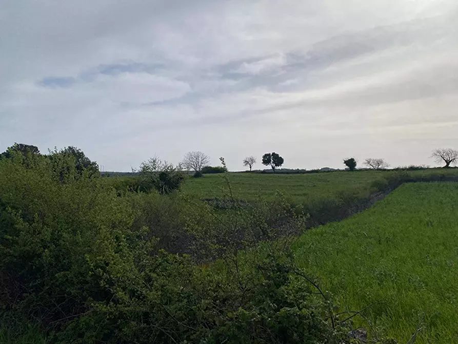 Immagine 3 di Terreno agricolo in vendita  in Strada Porcile Palesi snc a Martina Franca