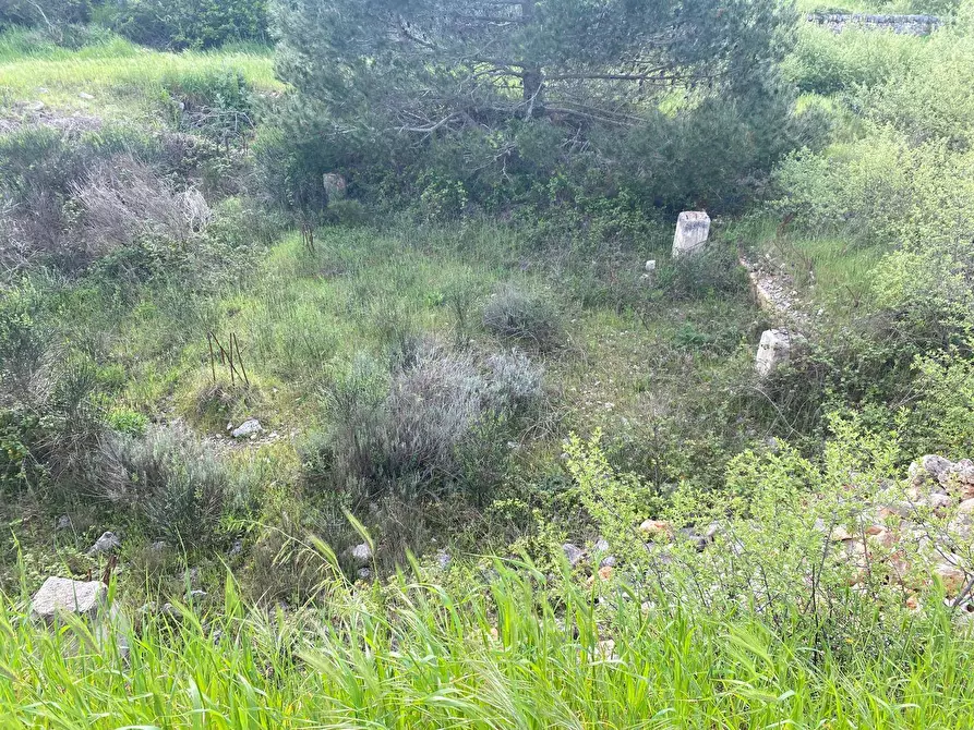 Immagine 2 di Terreno agricolo in vendita  in Strada Porcile Palesi snc a Martina Franca