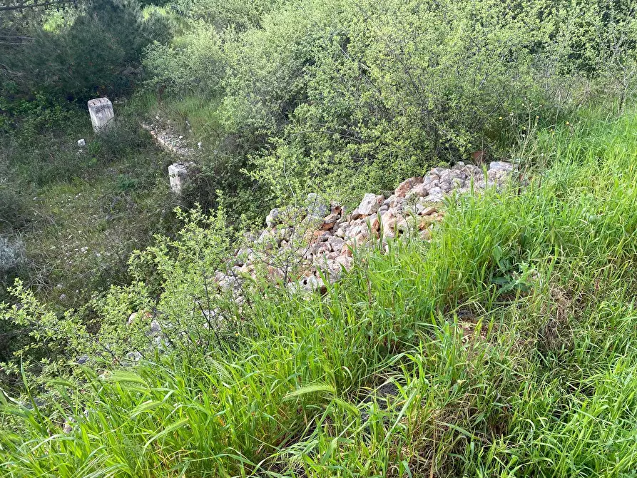 Immagine 4 di Terreno agricolo in vendita  in Strada Porcile Palesi snc a Martina Franca