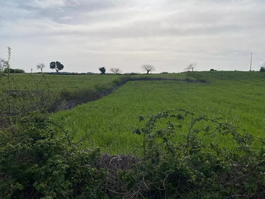 Immagine 6 di Terreno agricolo in vendita  in Strada Porcile Palesi snc a Martina Franca