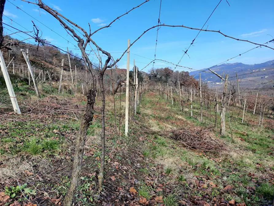 terreno agricolo in vendita a Monteforte d'Alpone