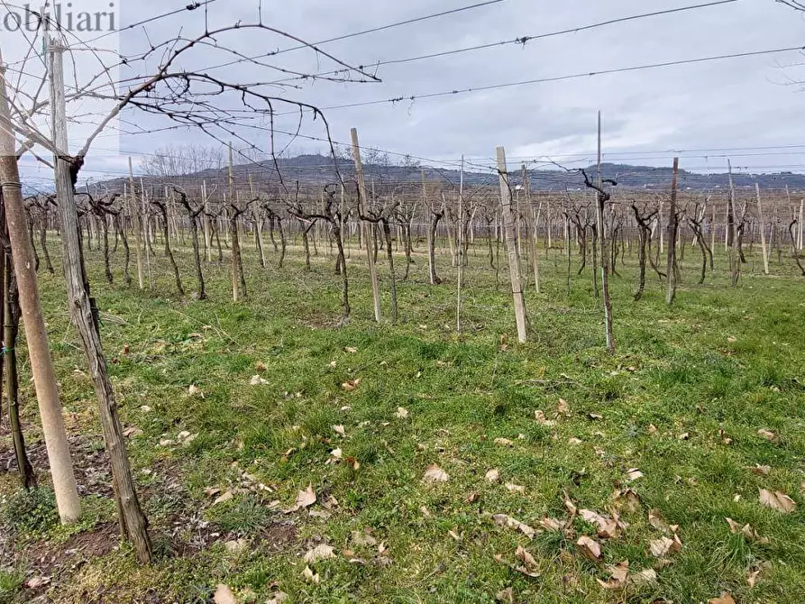 Immagine 1 di Terreno agricolo in vendita  a Montecchia Di Crosara
