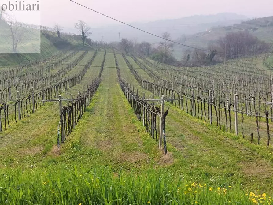 Immagine 4 di Terreno agricolo in vendita  a Colognola Ai Colli
