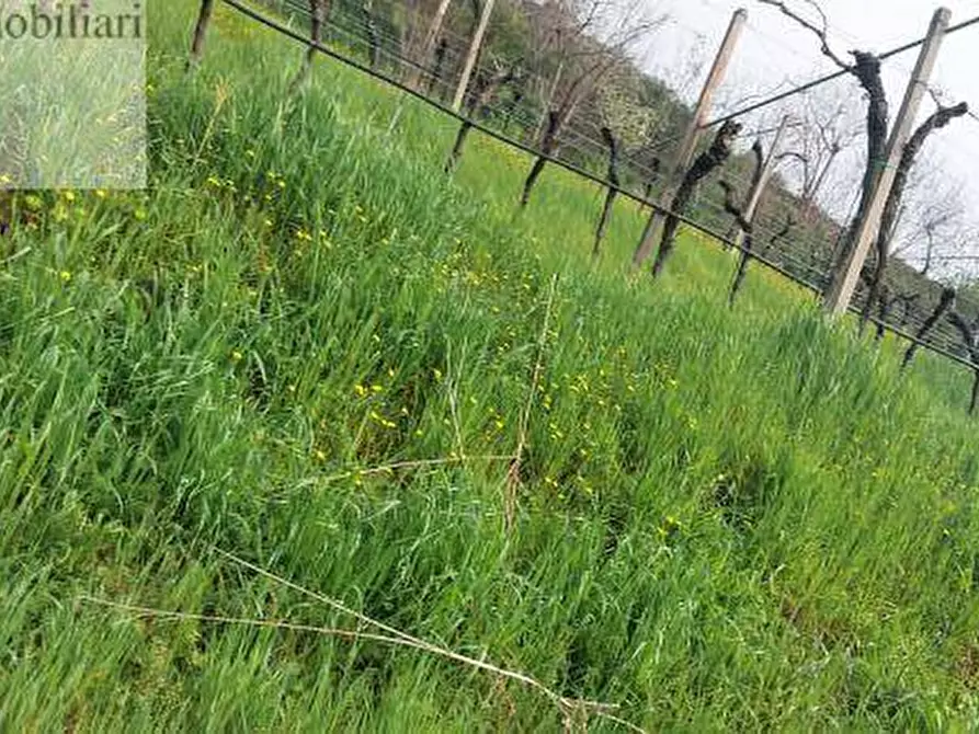 Immagine 6 di Terreno agricolo in vendita  a Colognola Ai Colli
