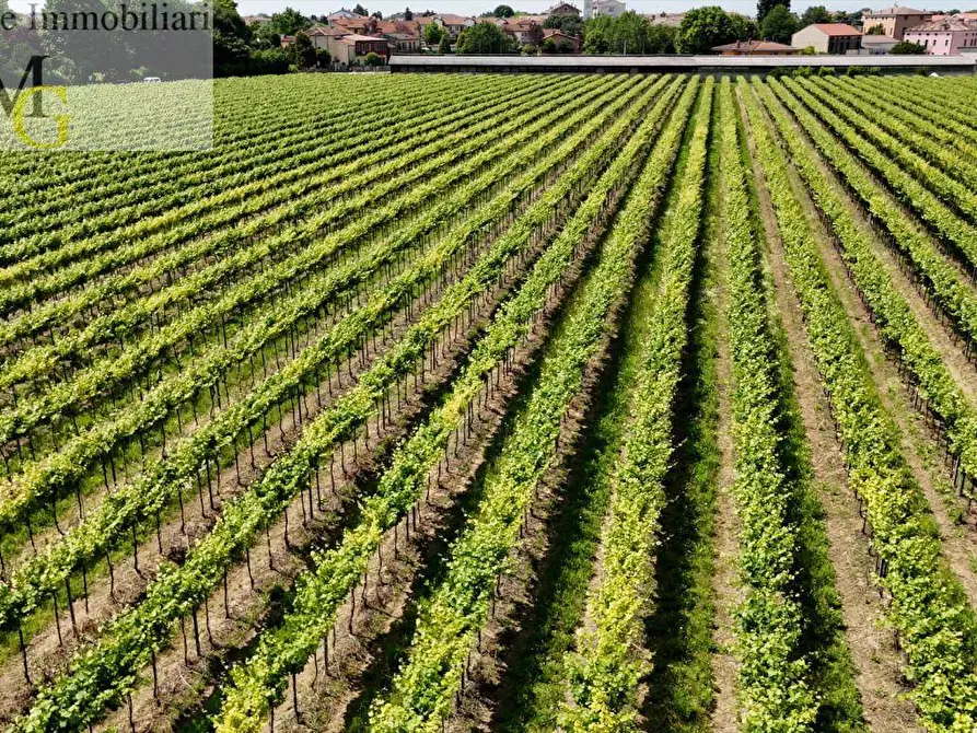 Immagine 4 di Terreno agricolo in vendita  a Poiana Maggiore