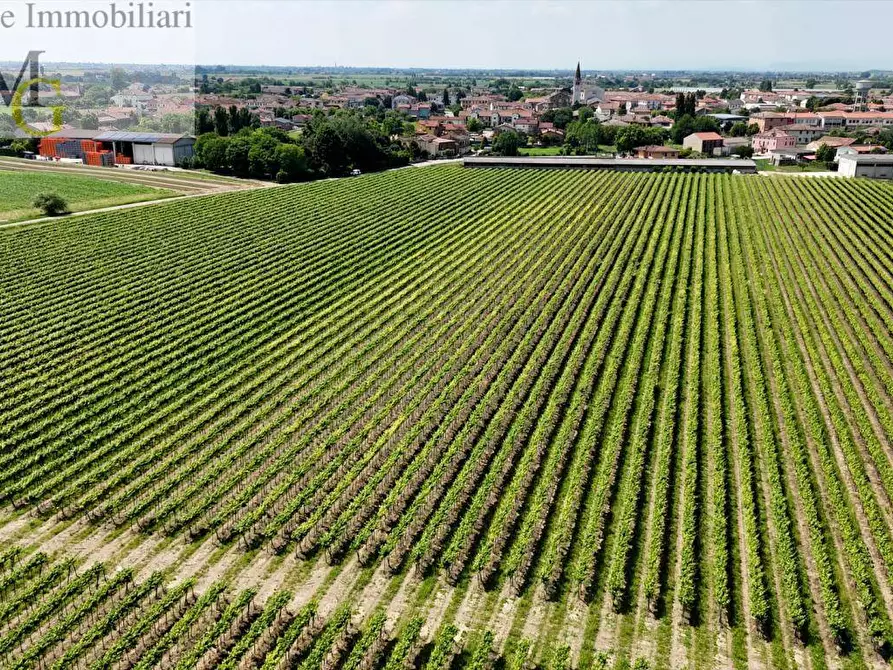 Immagine 8 di Terreno agricolo in vendita  a Poiana Maggiore