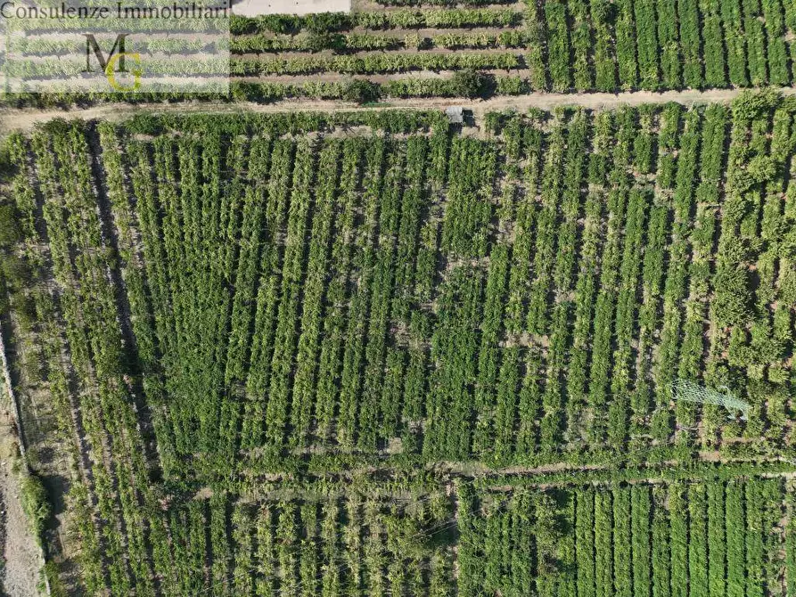 Immagine 2 di Terreno agricolo in vendita  a Montecchia Di Crosara