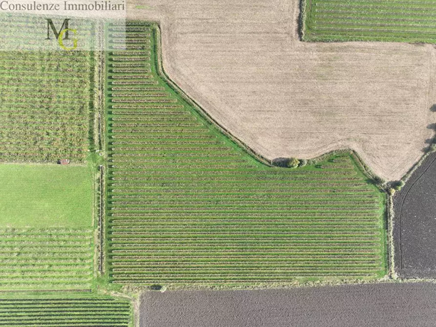 Immagine 3 di Terreno agricolo in vendita  a San Bonifacio