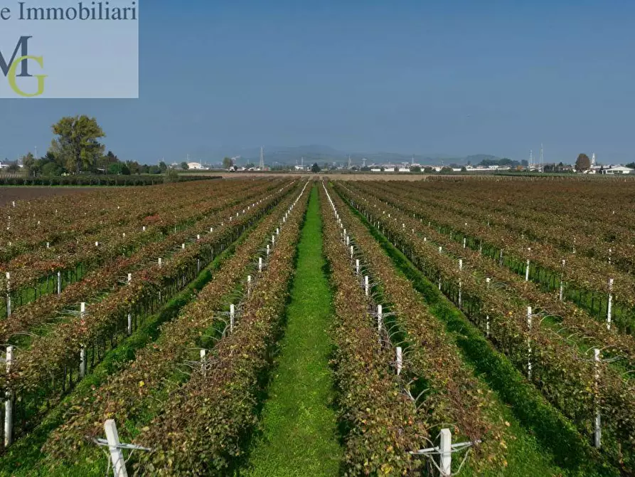 Immagine 1 di Terreno agricolo in vendita  a San Bonifacio