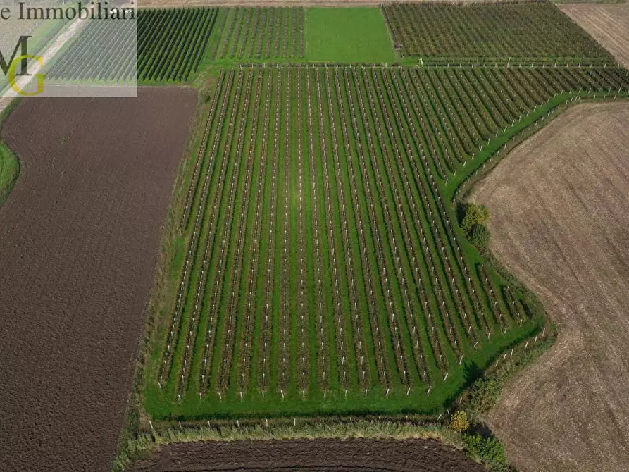 Immagine 2 di Terreno agricolo in vendita  a San Bonifacio