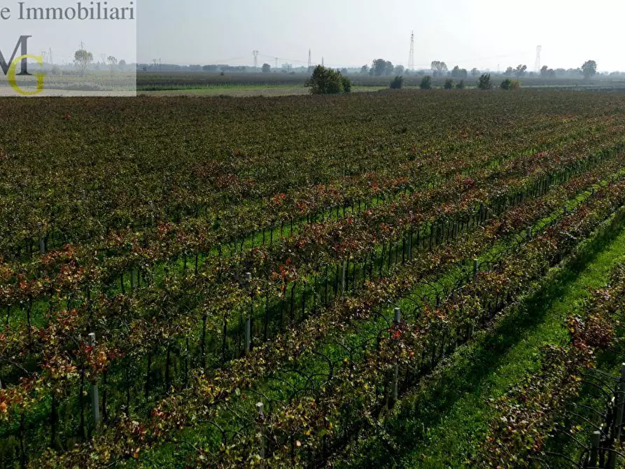 Immagine 6 di Terreno agricolo in vendita  a San Bonifacio